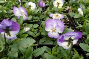 Viola, Purple Picotee